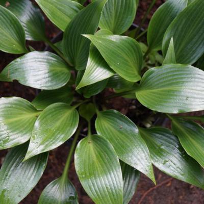 Hosta 'Wily Willy' Hosta 'Wily Willy'